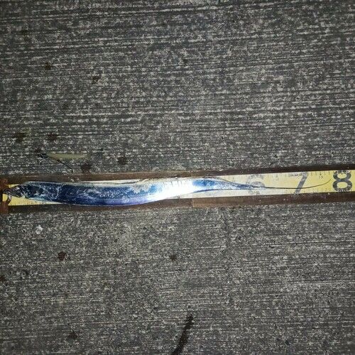 タチウオの釣果