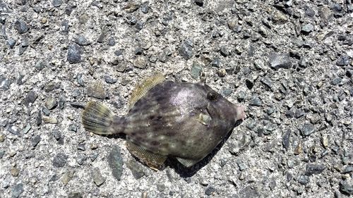 カワハギの釣果