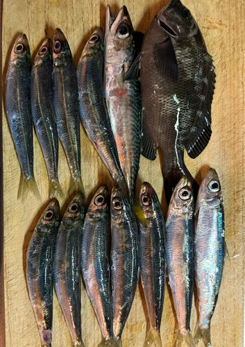 イワシの釣果