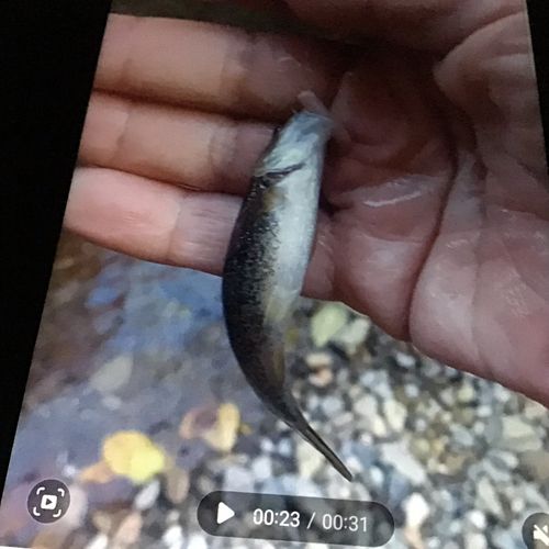 タカハヤの釣果