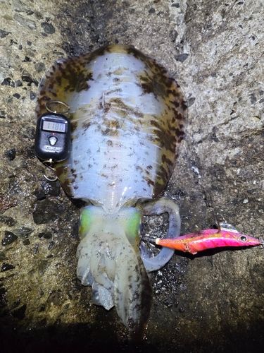 アオリイカの釣果