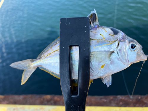 釣り公園佐助屋