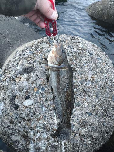 アイナメの釣果