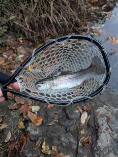 ニジマスの釣果