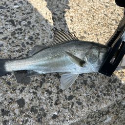 セイゴ（マルスズキ）