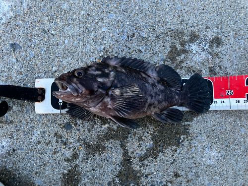 オウゴンムラソイの釣果