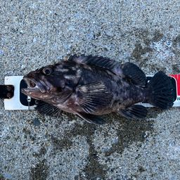 オウゴンムラソイ