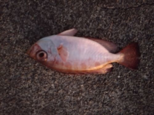 キントキダイの釣果