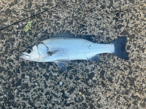 フッコ（マルスズキ）の釣果