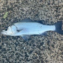 フッコ（マルスズキ）