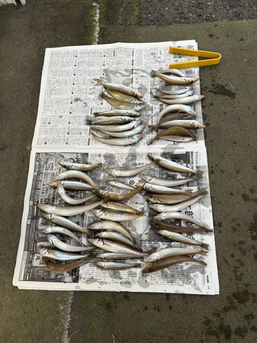 シロギスの釣果