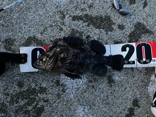 オウゴンムラソイの釣果