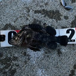 オウゴンムラソイ