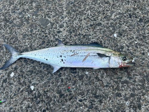 サゴシの釣果