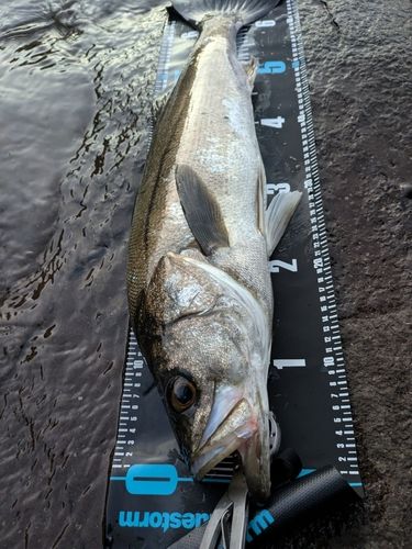 マルスズキの釣果