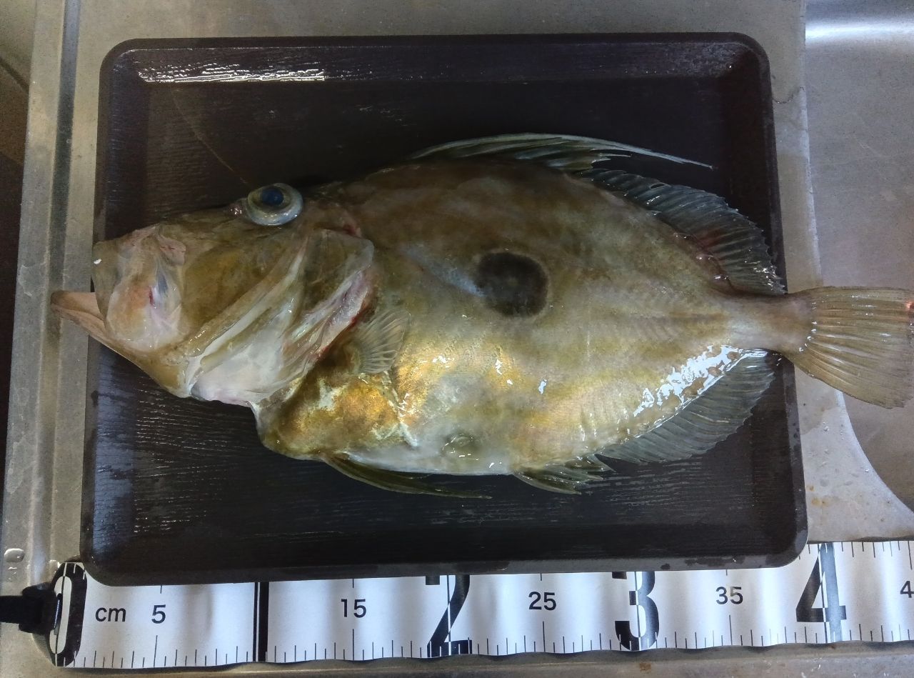 あき丸／鹿児島県の予約可能な船釣りプラン・料金案内-24h受付でお得に