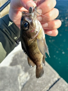 メバルの釣果
