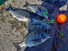 チヌの釣果
