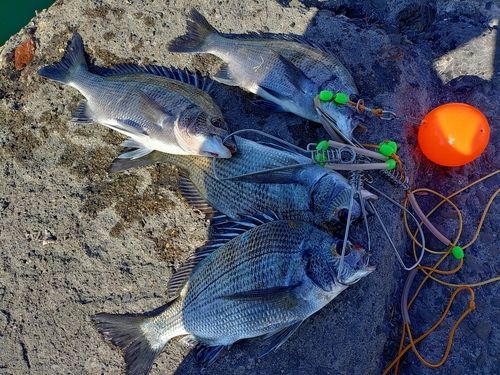 チヌの釣果