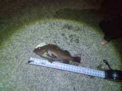 エゾメバルの釣果