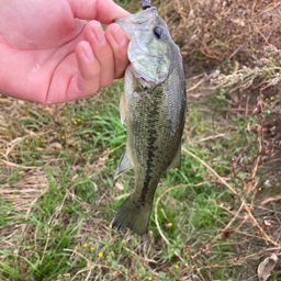 ラージマウスバス