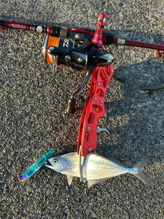 イケカツオの釣果