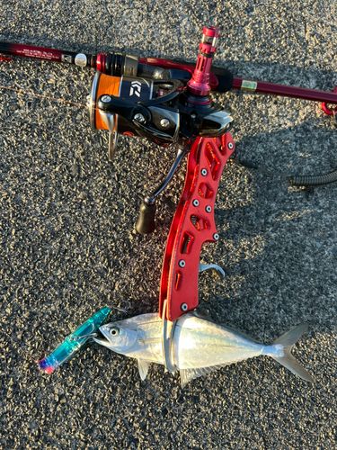 イケカツオの釣果