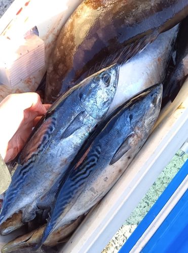 スマガツオの釣果