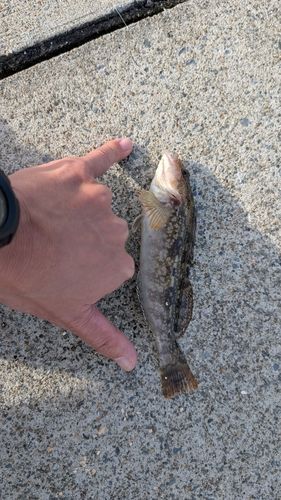 アイナメの釣果