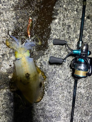 アオリイカの釣果