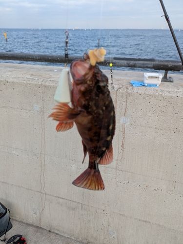 金沢水際線緑地（福浦岸壁）