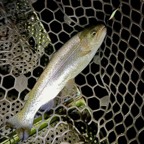 ニジマスの釣果