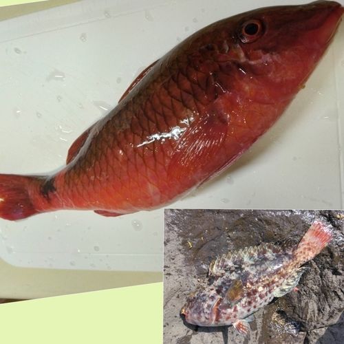 オジサンの釣果