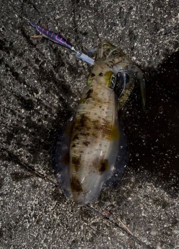 アオリイカの釣果