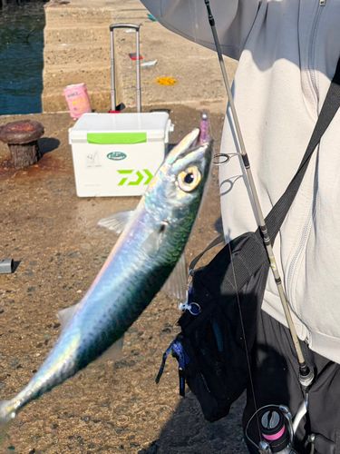 サバの釣果