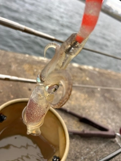 ヒイカの釣果