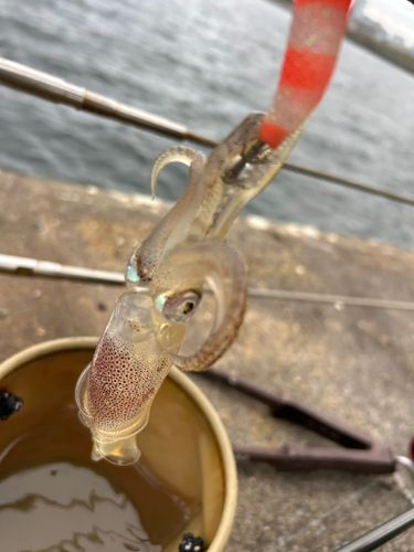ヒイカの釣果