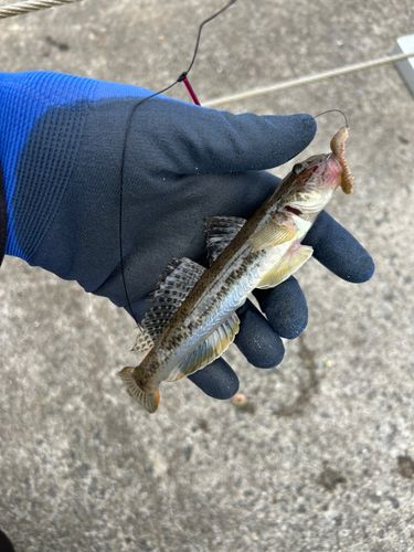 マハゼの釣果