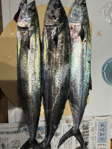 サゴシの釣果