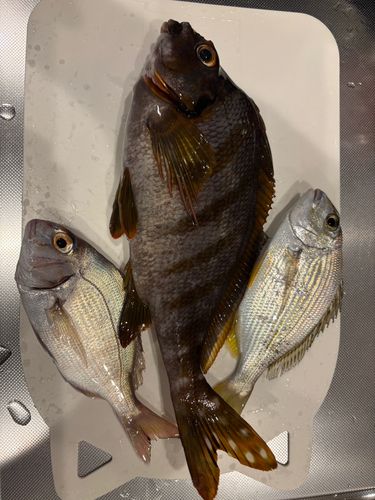 タカノハダイの釣果