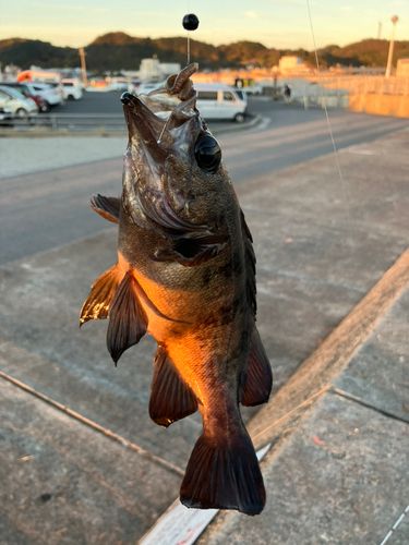 メバルの釣果