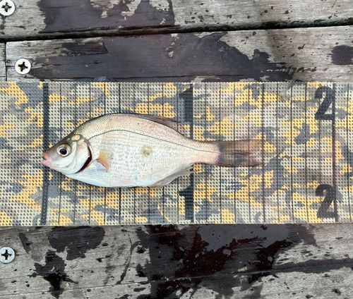 ウミタナゴの釣果