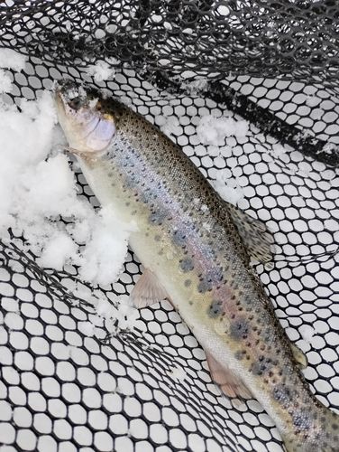 ニジマスの釣果