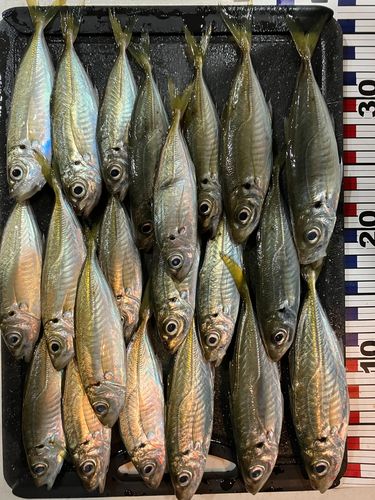 アジの釣果
