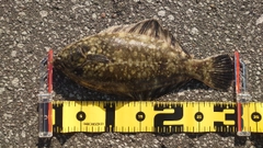 クロガシラガレイの釣果