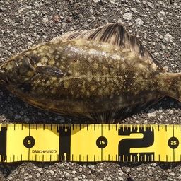 クロガシラガレイ