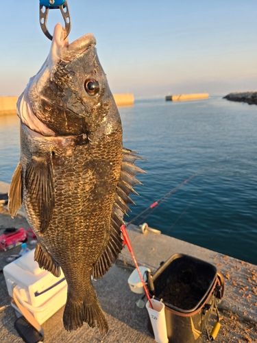 チヌの釣果