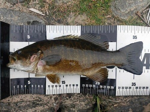 スモールマウスバスの釣果