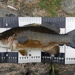 スモールマウスバス