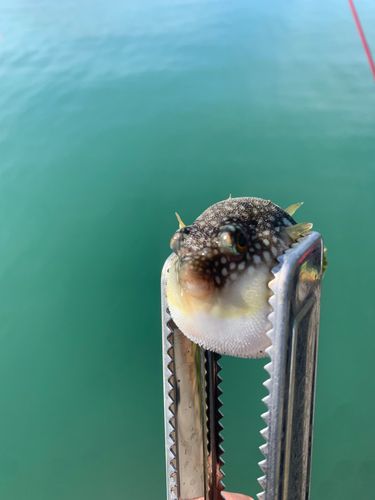 クサフグの釣果